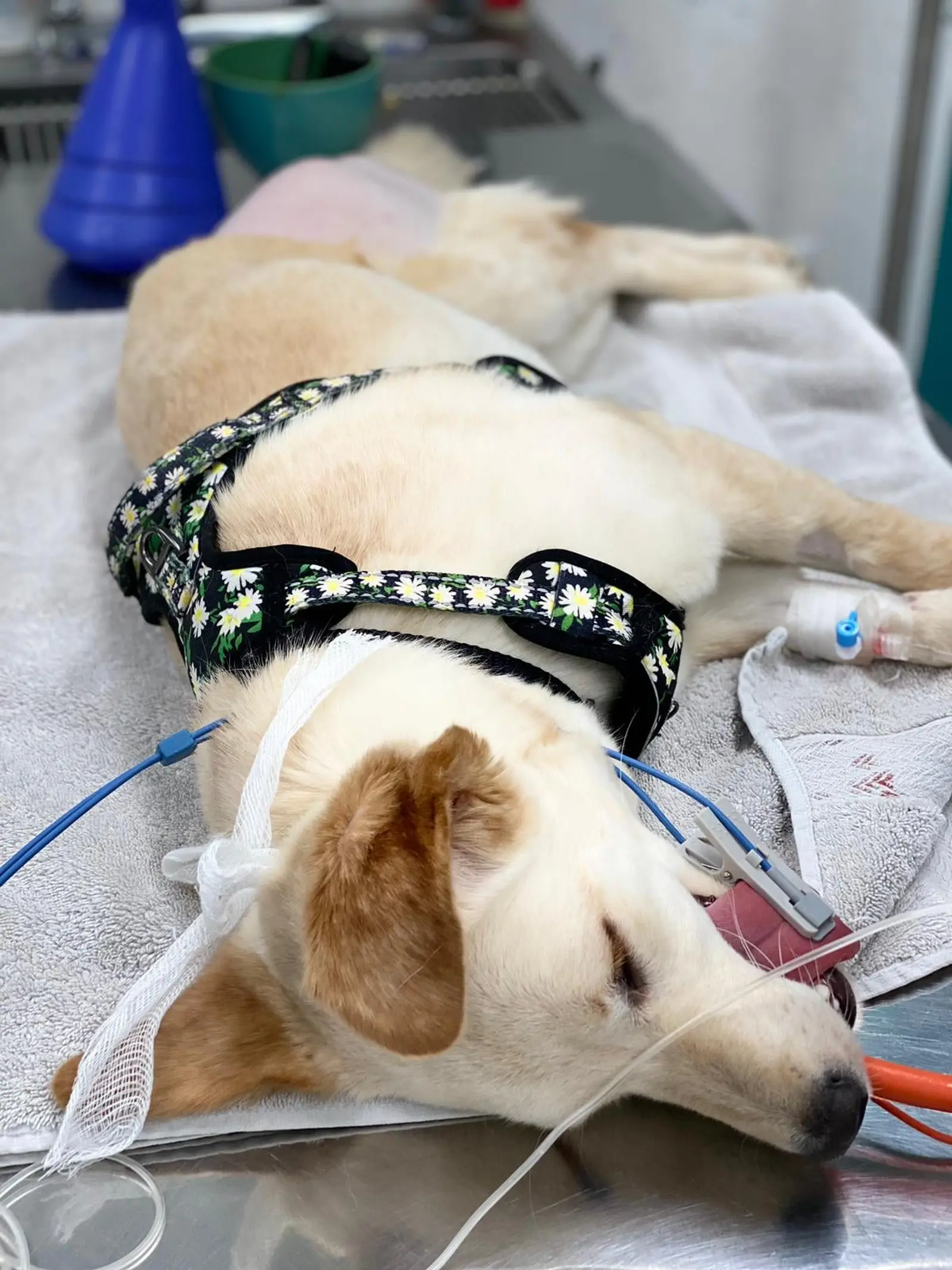 Nala, Azil, Čakovec (6) Nala, Azil, Čakovec (6)