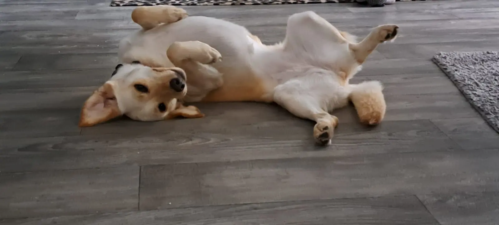 Nala, Azil, Čakovec (7) Nala, Azil, Čakovec (7)