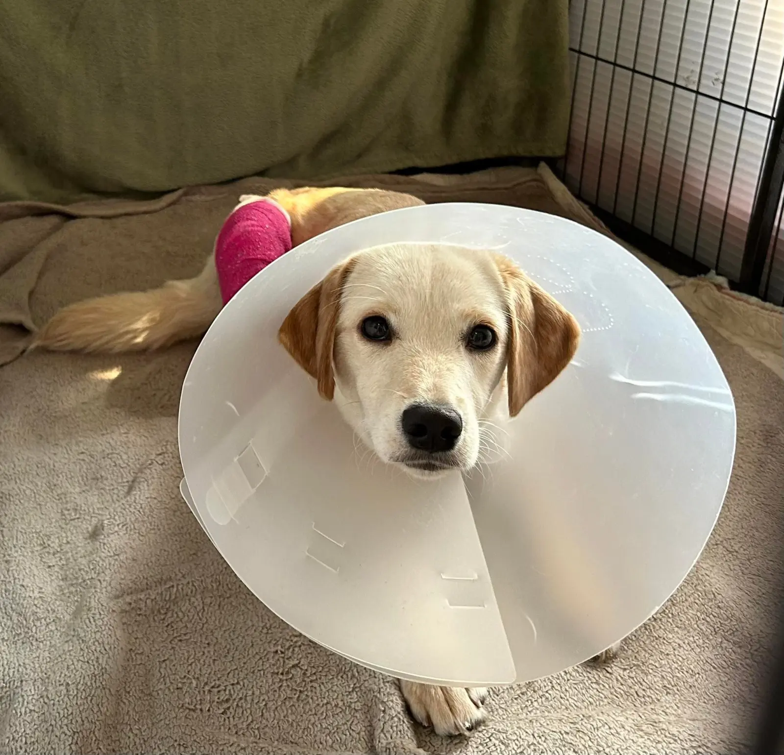 Nala, Azil, Čakovec (8) Nala, Azil, Čakovec (8)