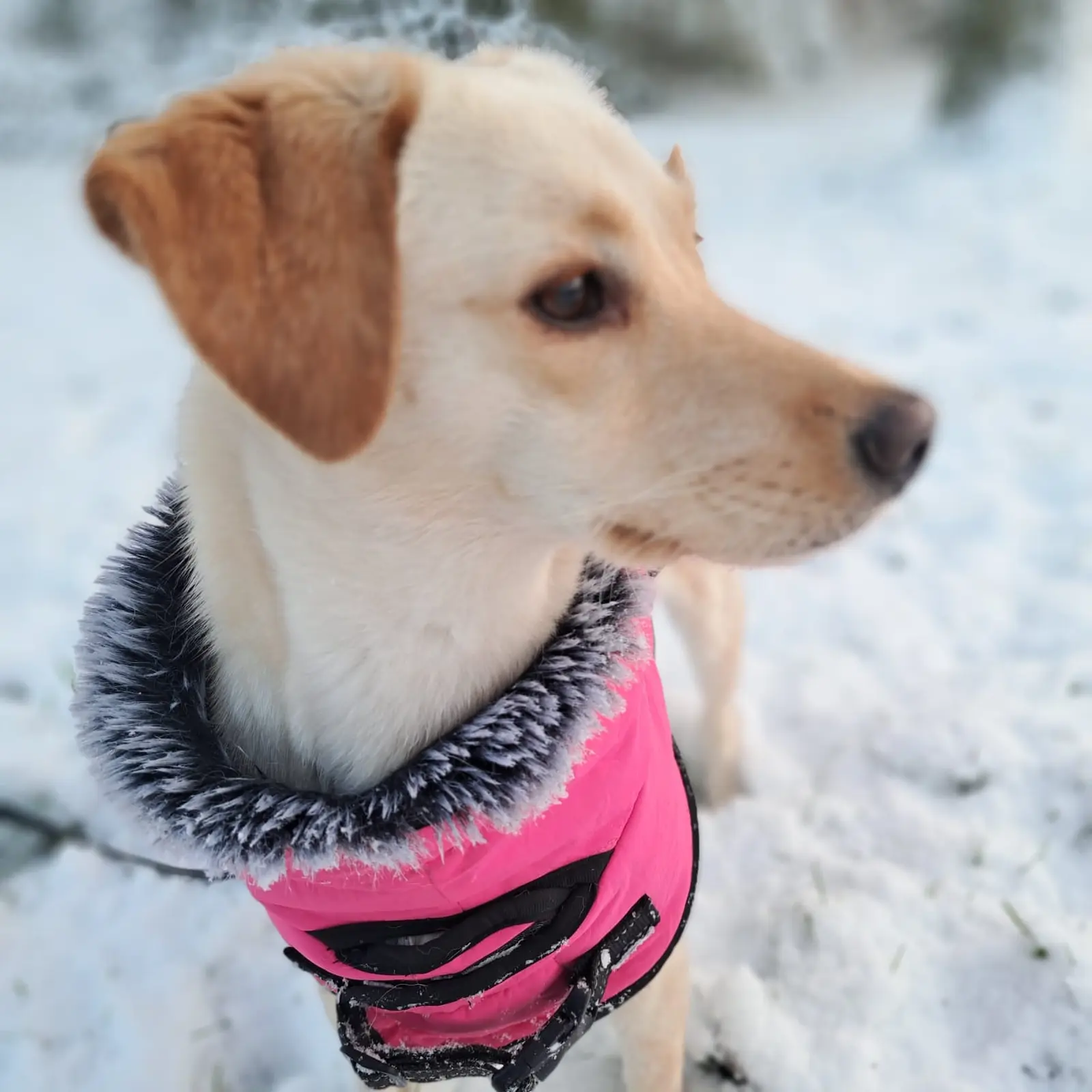 Nala, Azil, Čakovec (9) Nala, Azil, Čakovec (9)