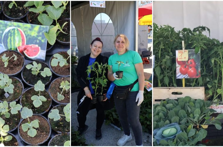 Naslovna OPG Martinec Sajam cvijeća