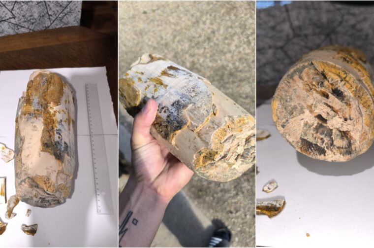 Naslovna Vedran Zdelar kljova