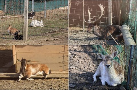 Naslovna čakovec Jug životinje jelen košuta