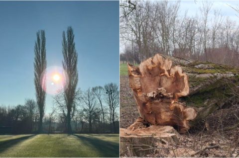 Naslovna jablani Draškovec Naslovna jablani Draškovec