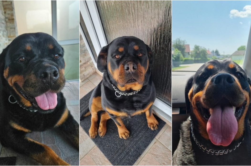 Naslovna pas Mikulan donja dubrava trovanje