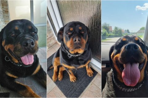 Naslovna pas Mikulan donja dubrava trovanje