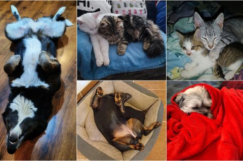 Naslovna psi i mačke odmaraju