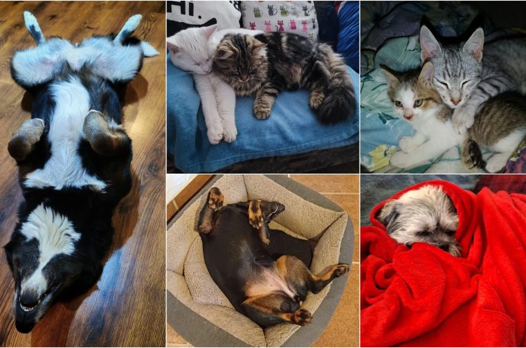 Naslovna psi i mačke odmaraju