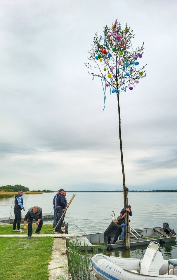 Nautički klub Labud postavio majgu kod Marine Prelog (1)