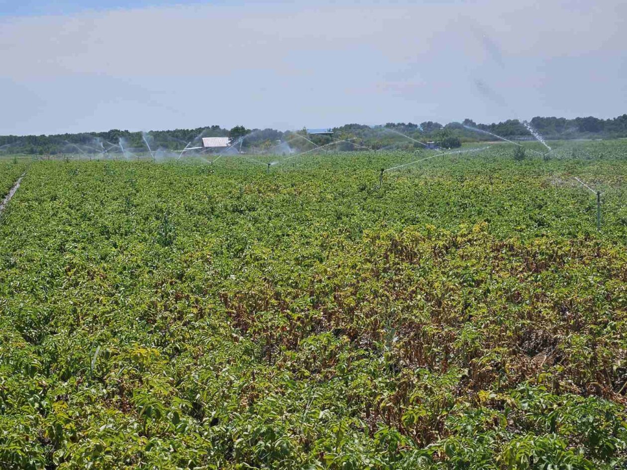 Navodnjavana polja krumpira, izvor Mirjan Dodlek