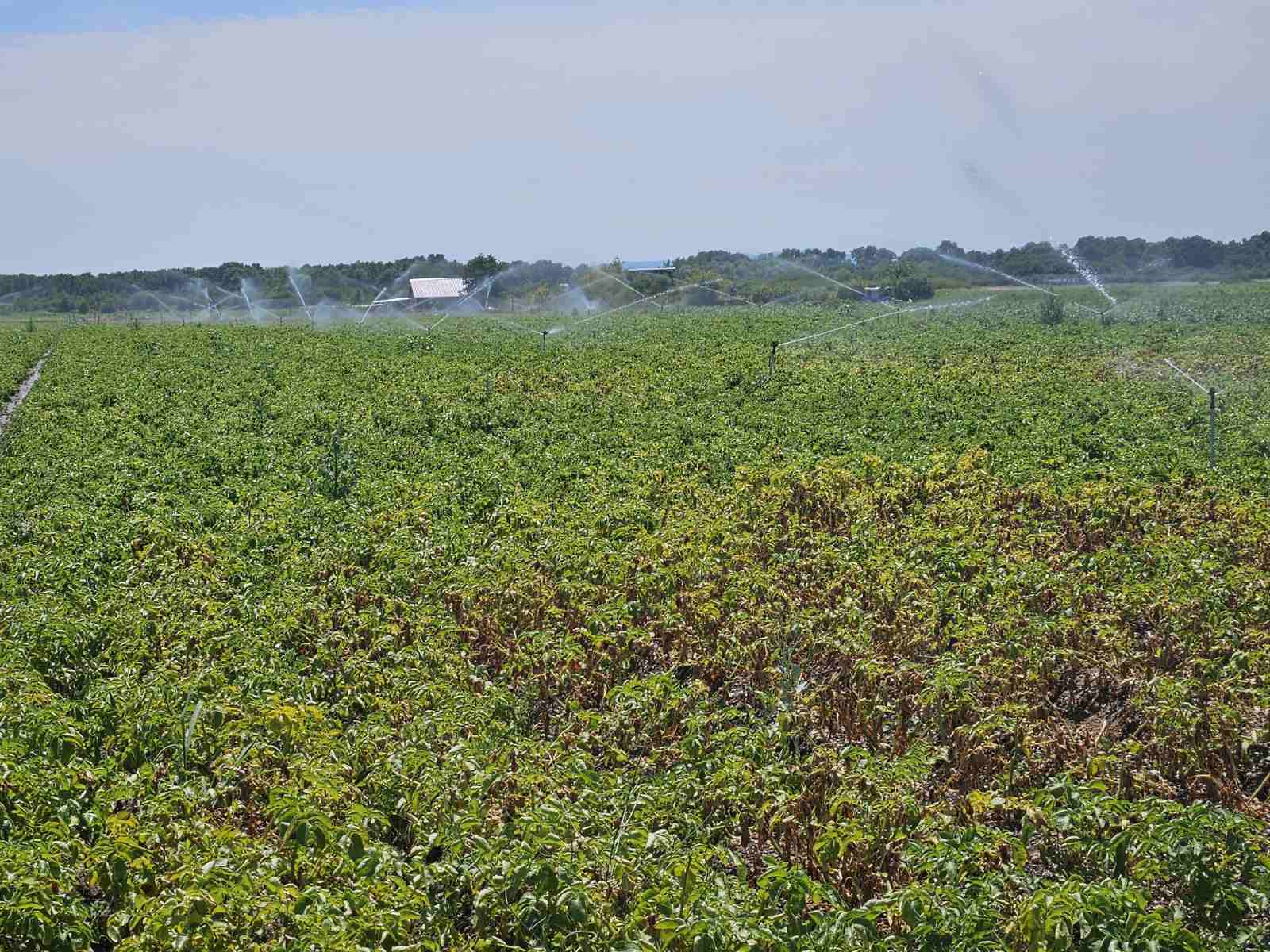 Navodnjavana polja krumpira, izvor Mirjan Dodlek