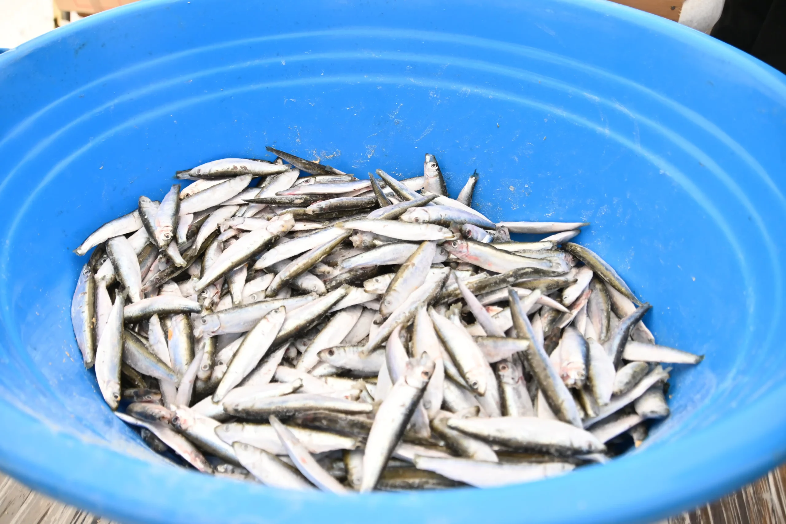 Nedelišće dijeljenje srdela (10) Nedelišće dijeljenje srdela (10)