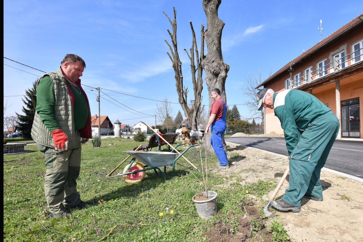 Sadnja stabala na području Općine Nedelišće