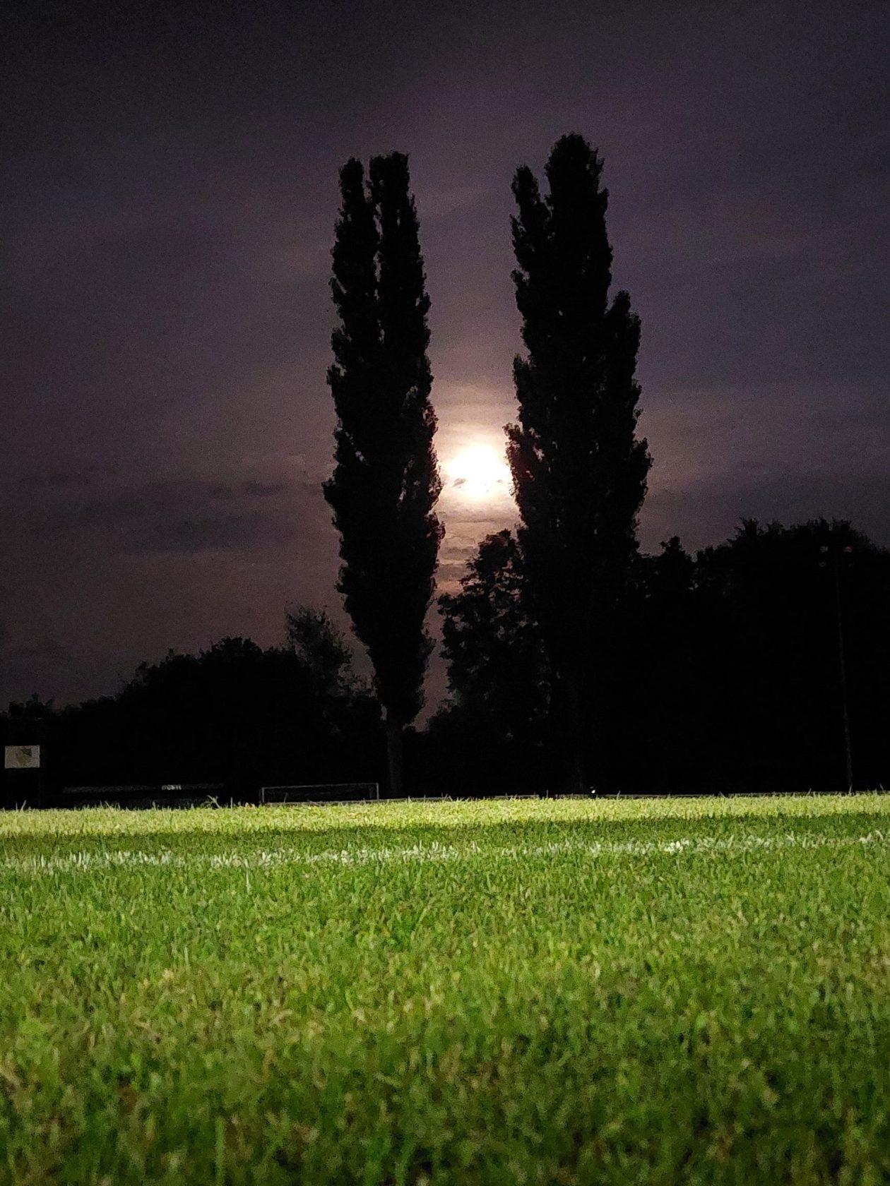 Nenad Tota jablani Draškovec Nenad Tota jablani Draškovec