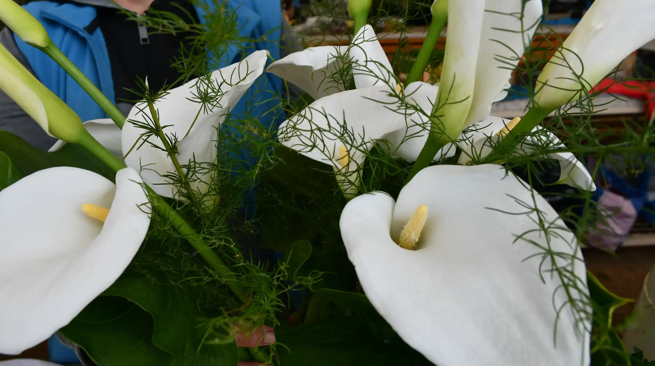 Nevenka Colev- kale (3)