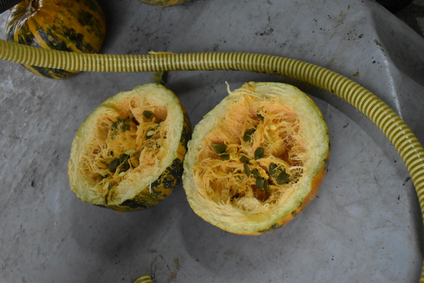 Nikola Lovrec , preseka, izum za tikve (2)