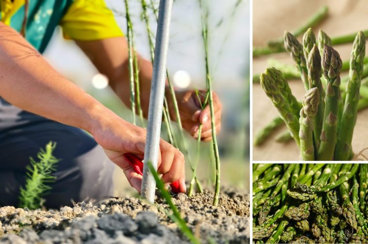 OPG Jurica Kos, međimurske šparoge v