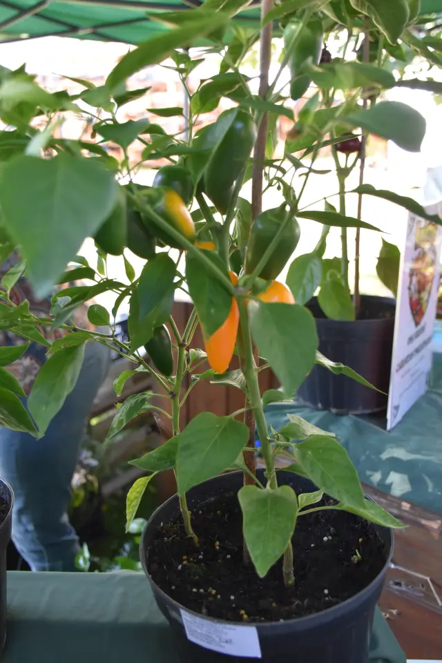 OPG Kristoč Poklanjalica Porcijunkulovo 2025 (1) OPG Kristoč Poklanjalica Porcijunkulovo 2025 (1)