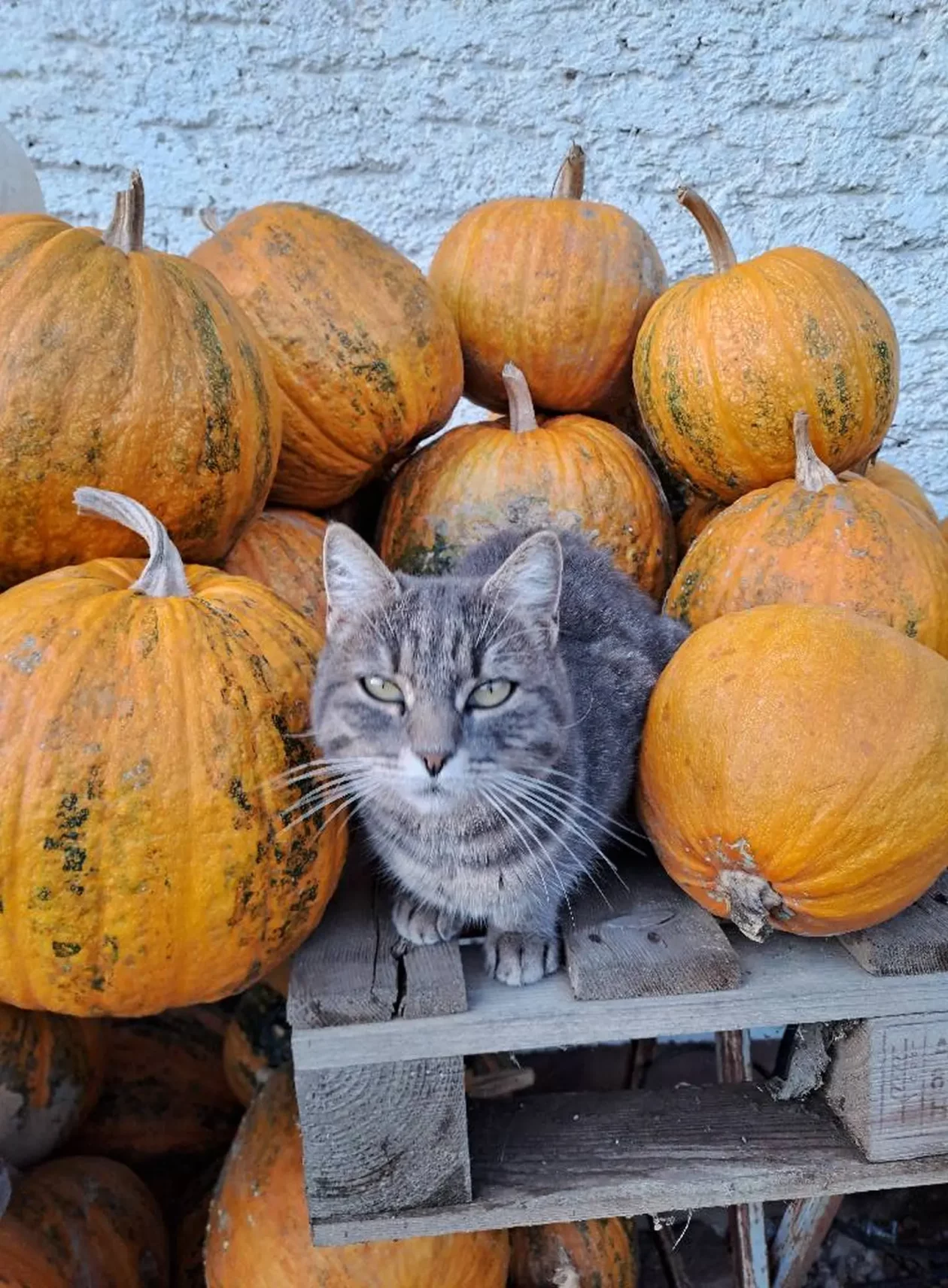 OPG Kristoš, Svjetski dan tikve, bundeva, tikva (1)