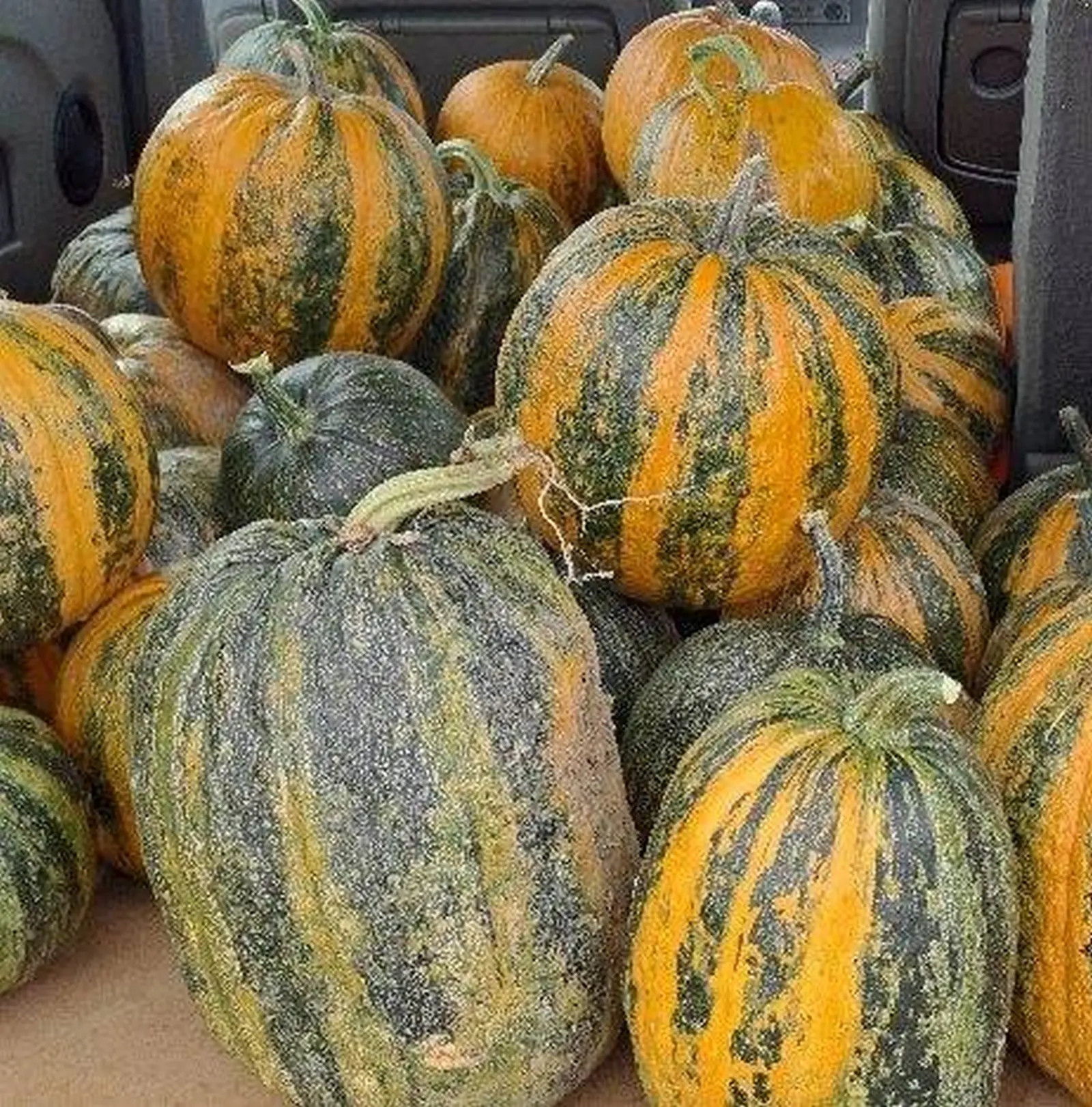 OPG Kristoš, Svjetski dan tikve, bundeva, tikva (3)