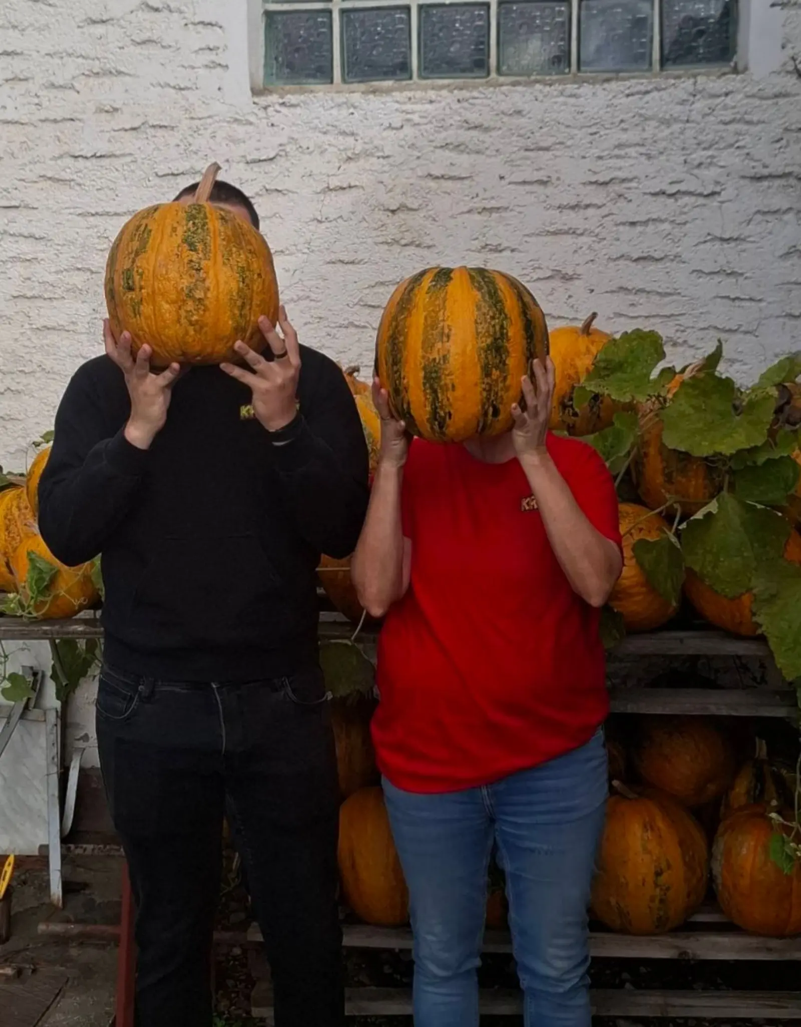 OPG Kristoš, Svjetski dan tikve, bundeva, tikva (4)