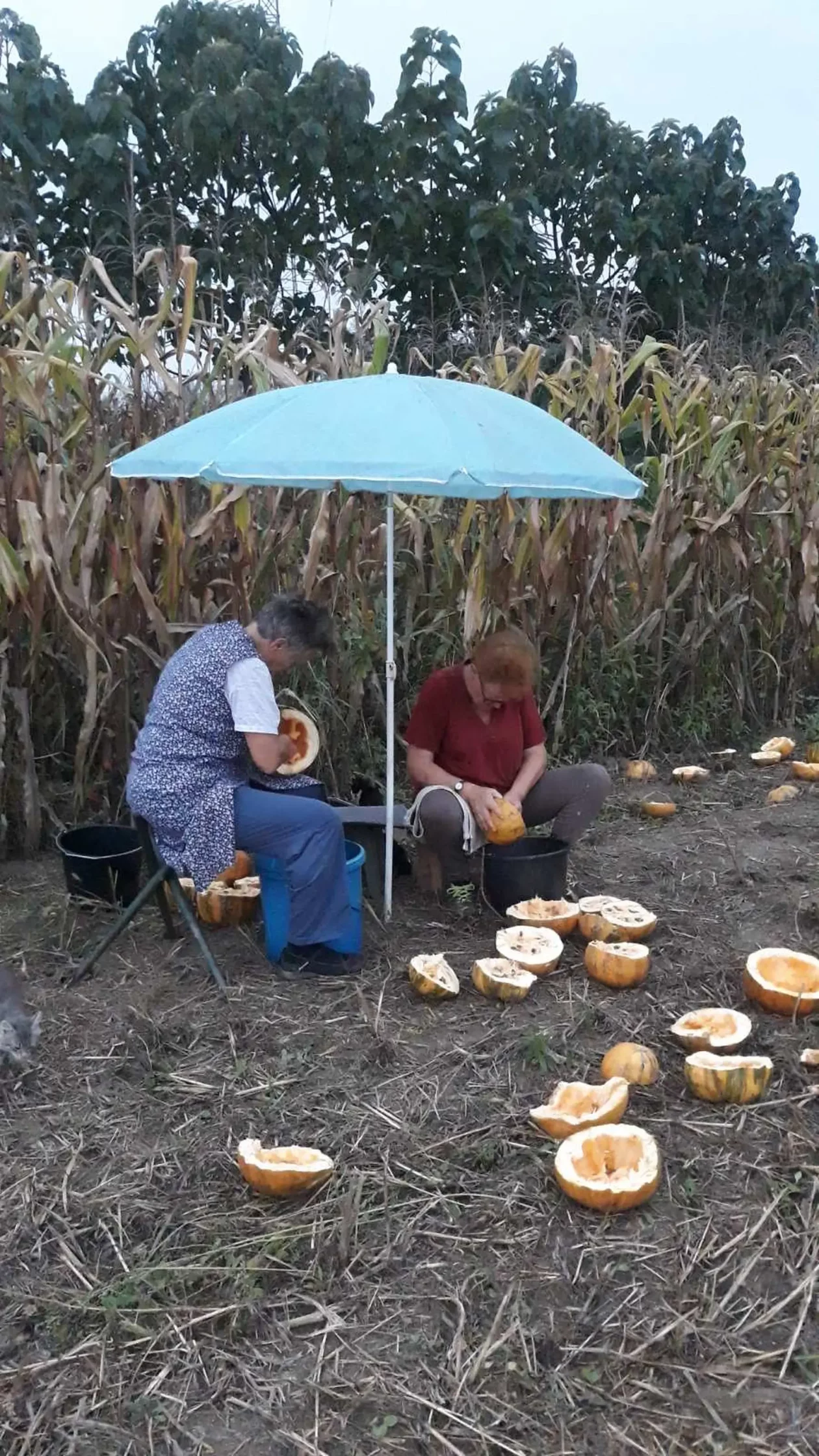 OPG Kristoš, Svjetski dan tikve, bundeva, tikva (7)