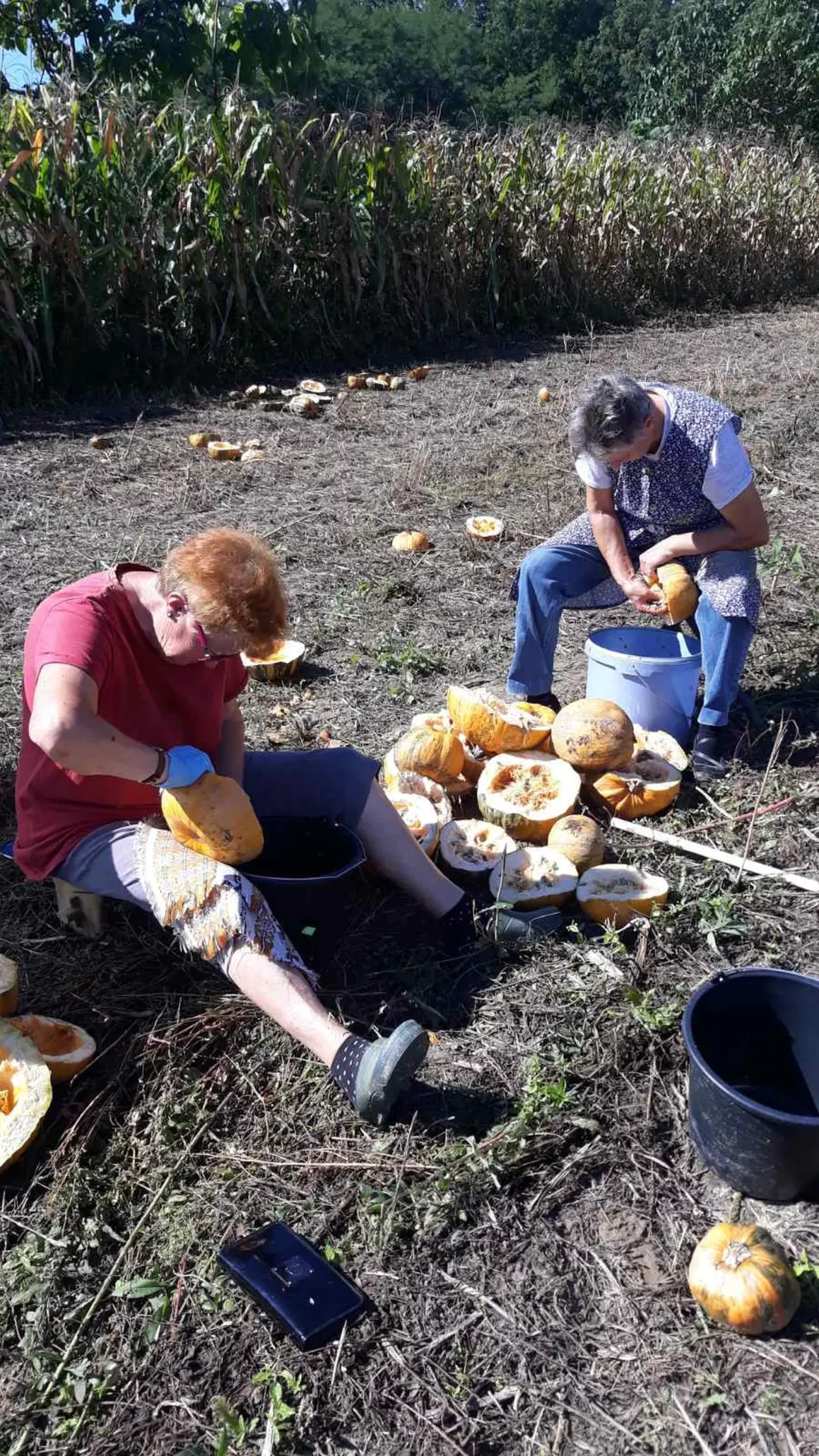 OPG Kristoš, Svjetski dan tikve, bundeva, tikva (8)