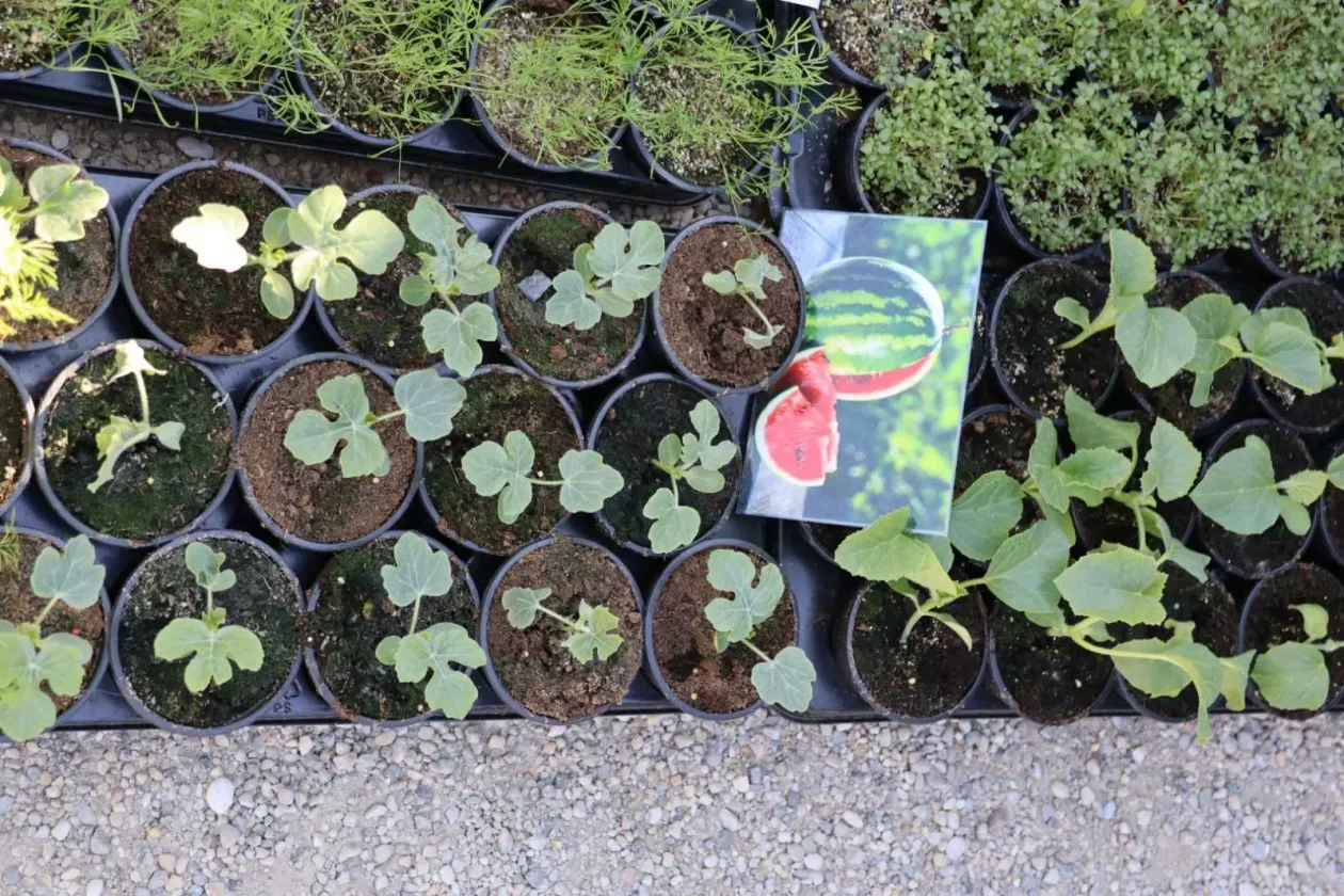 OPG MArtinec Sajam cvijeća 2026 2