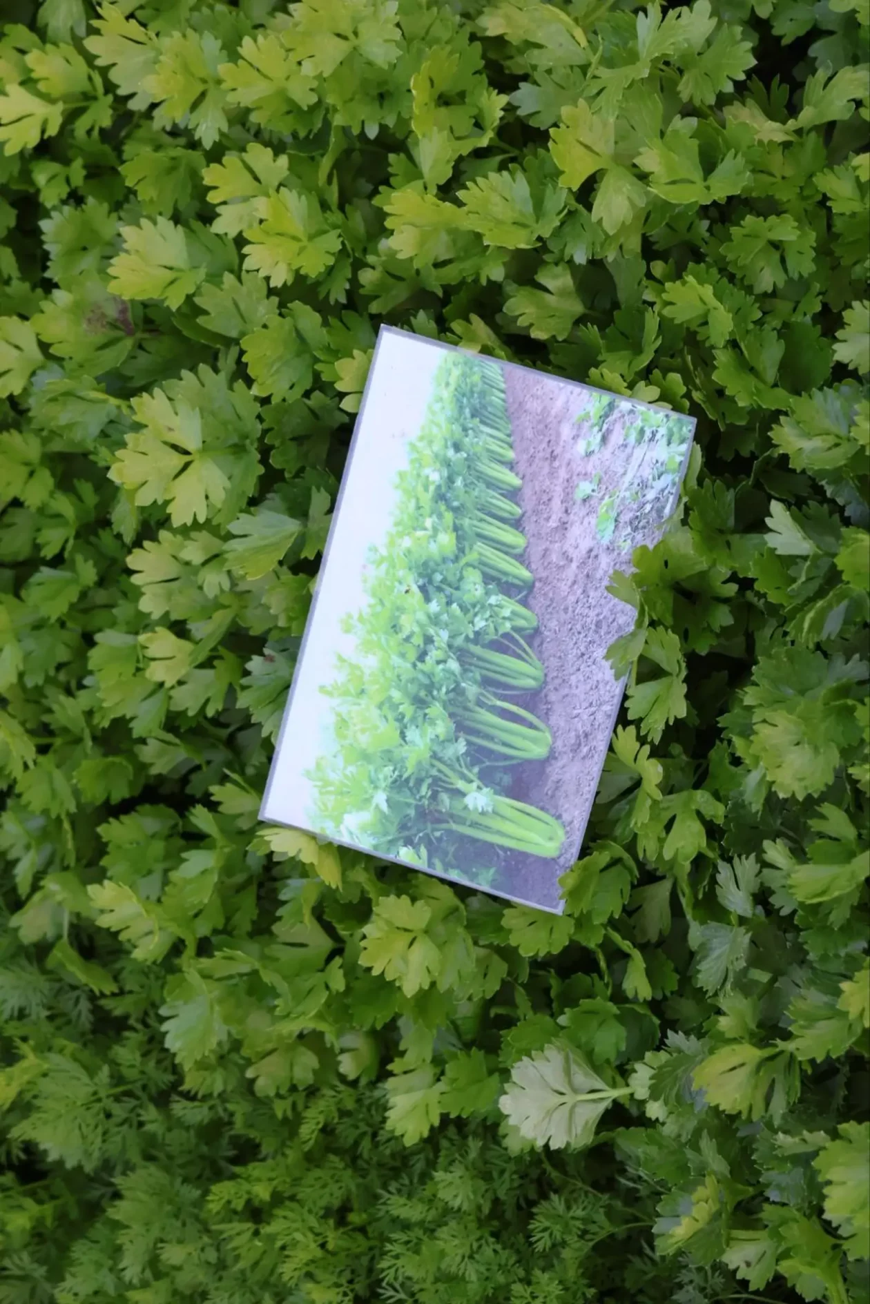 OPG MArtinec Sajam cvijeća 2026 3