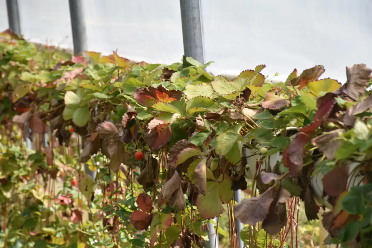 OPG Zelenić, Domašinec (10)