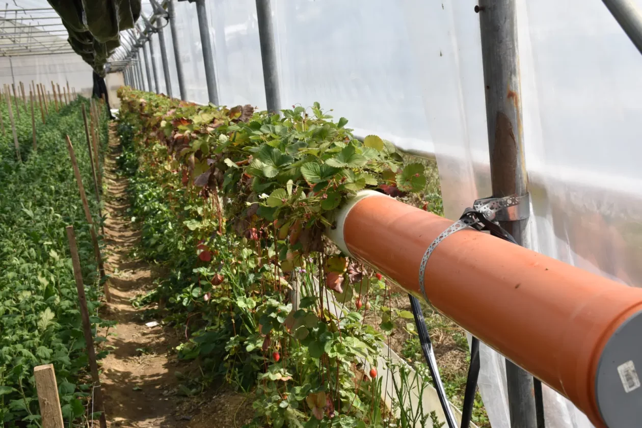 OPG Zelenić, Domašinec (11)