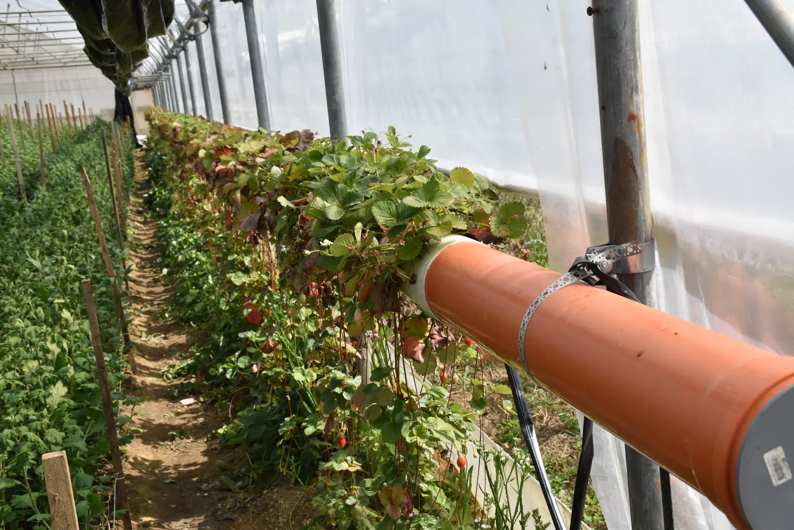 OPG Zelenić, Domašinec (11)