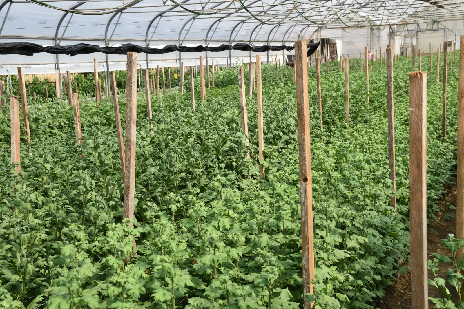 OPG Zelenić, Domašinec (12)