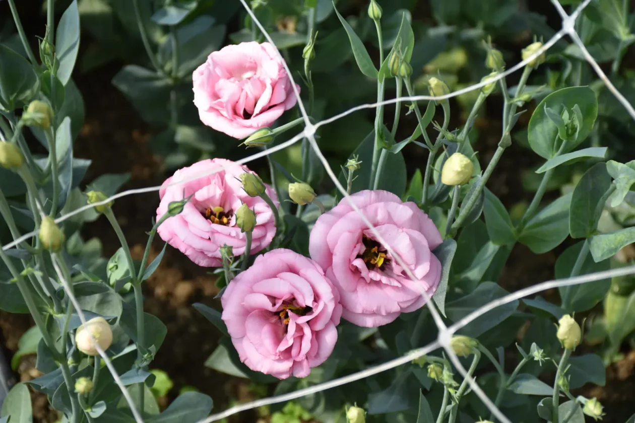 OPG Zelenić, Domašinec (13)