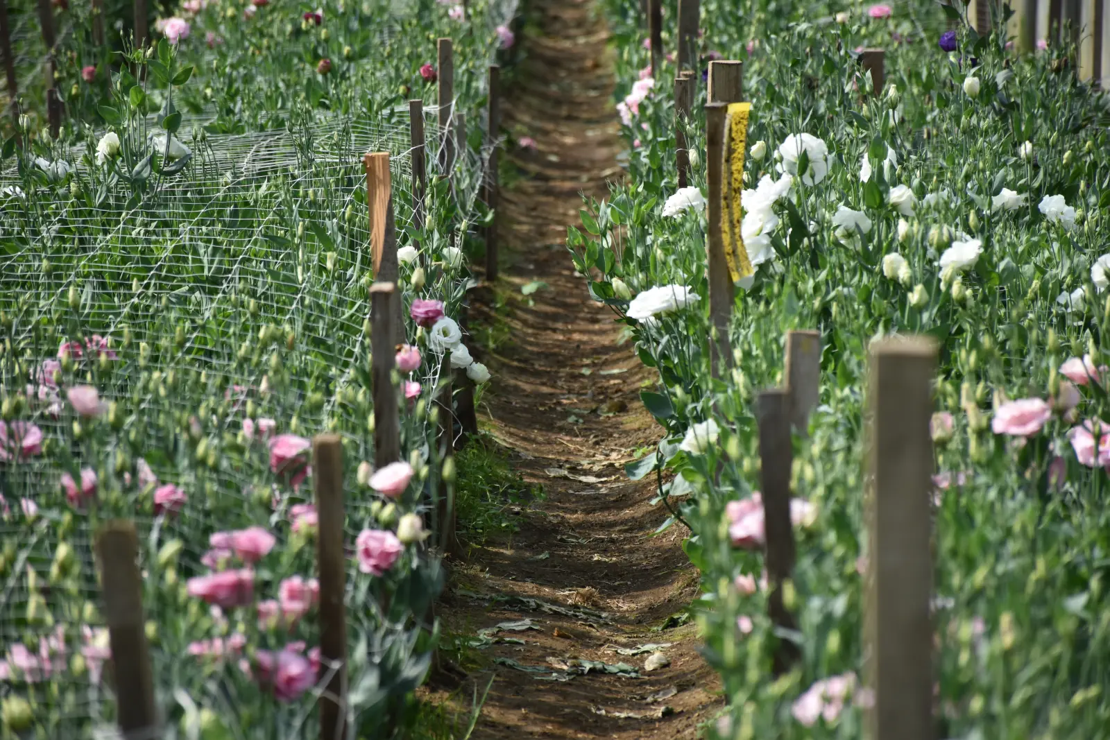 OPG Zelenić, Domašinec (14)