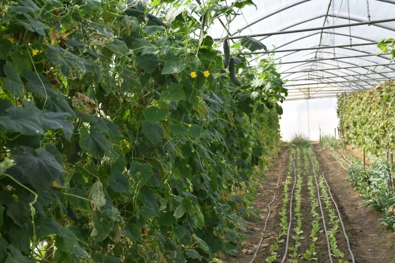 OPG Zelenić, Domašinec (16)