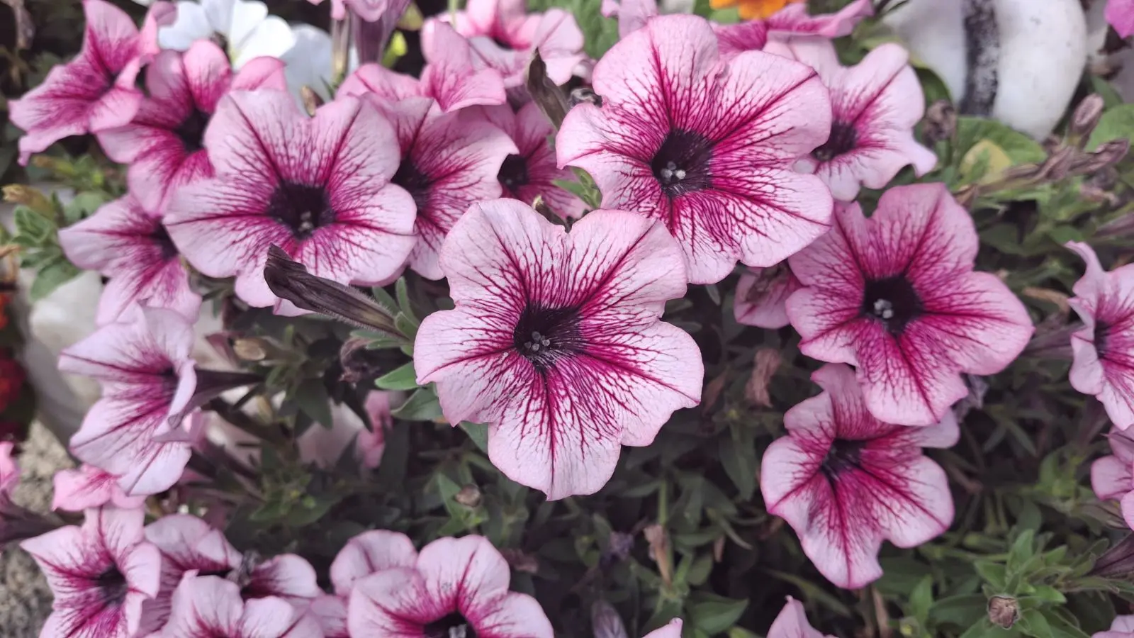 OPG Zelenić, Domašinec (19)