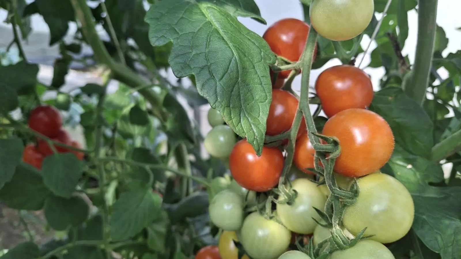 OPG Zelenić, Domašinec (24)