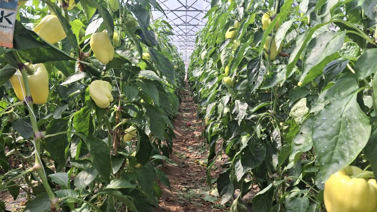 OPG Zelenić, Domašinec (25)