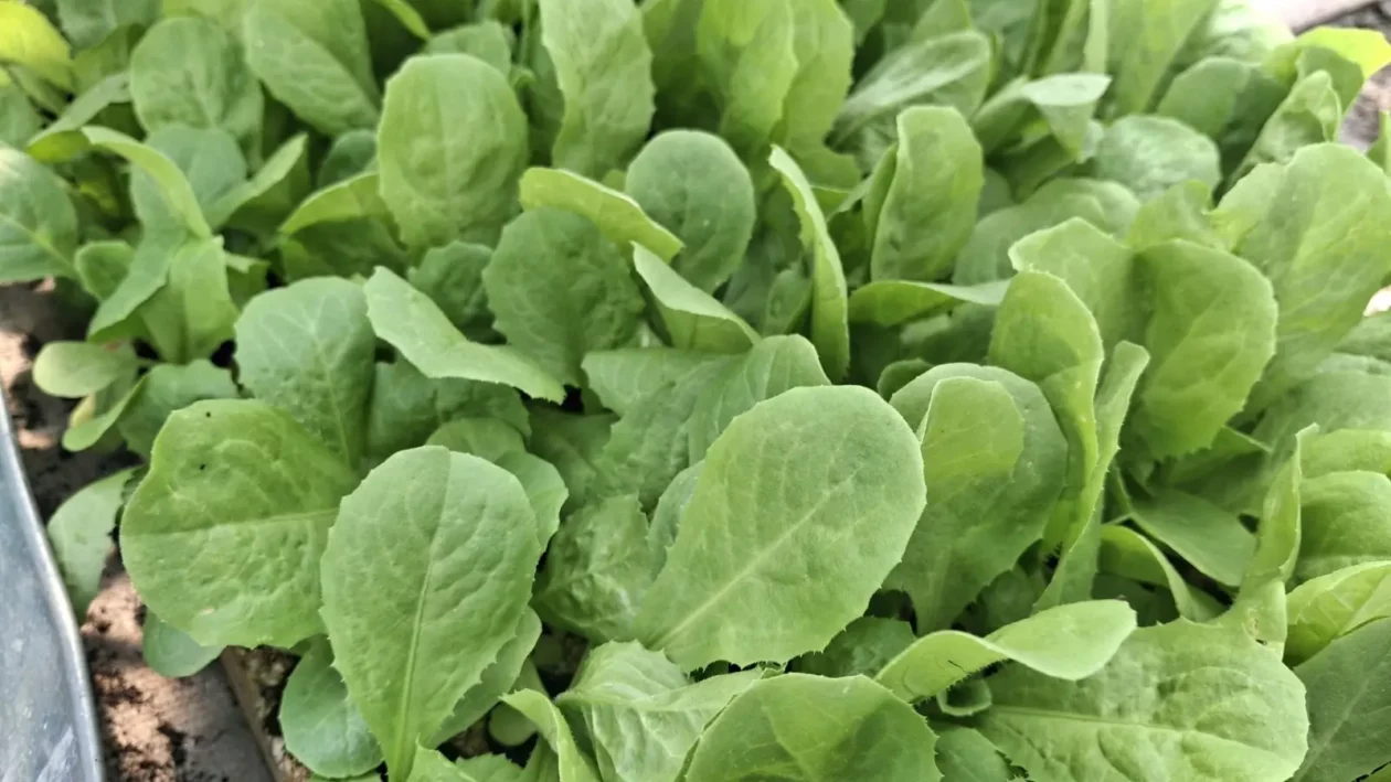 OPG Zelenić, Domašinec (26)