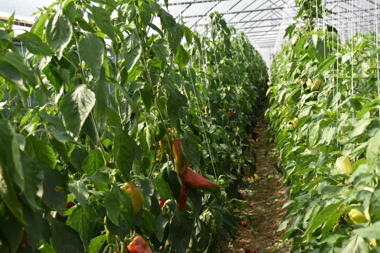 OPG Zelenić, Domašinec (7)