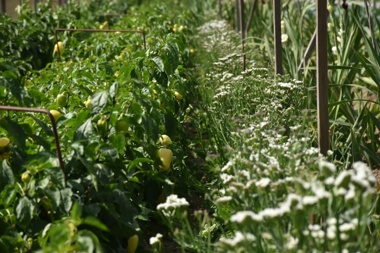 OPG Zelenić, Domašinec (9)