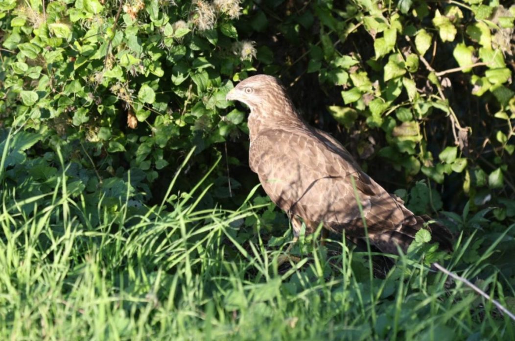 OTOK Ranjeni orao štekavac, najveći grabežljivac sjeverne Hrvatske, uočen uz cestu! (1)