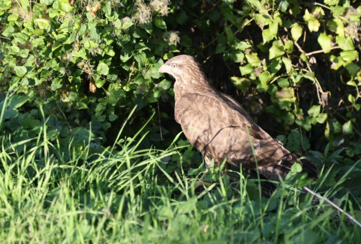 OTOK Ranjeni orao štekavac, najveći grabežljivac sjeverne Hrvatske, uočen uz cestu! (1)