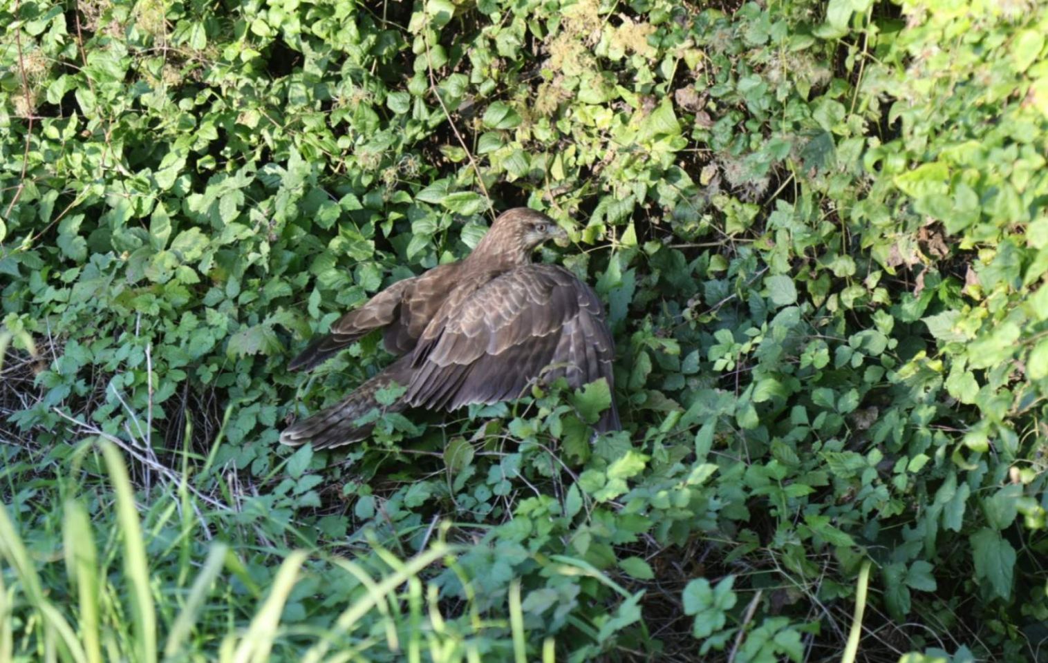 OTOK Ranjeni orao štekavac, najveći grabežljivac sjeverne Hrvatske, uočen uz cestu! (4)
