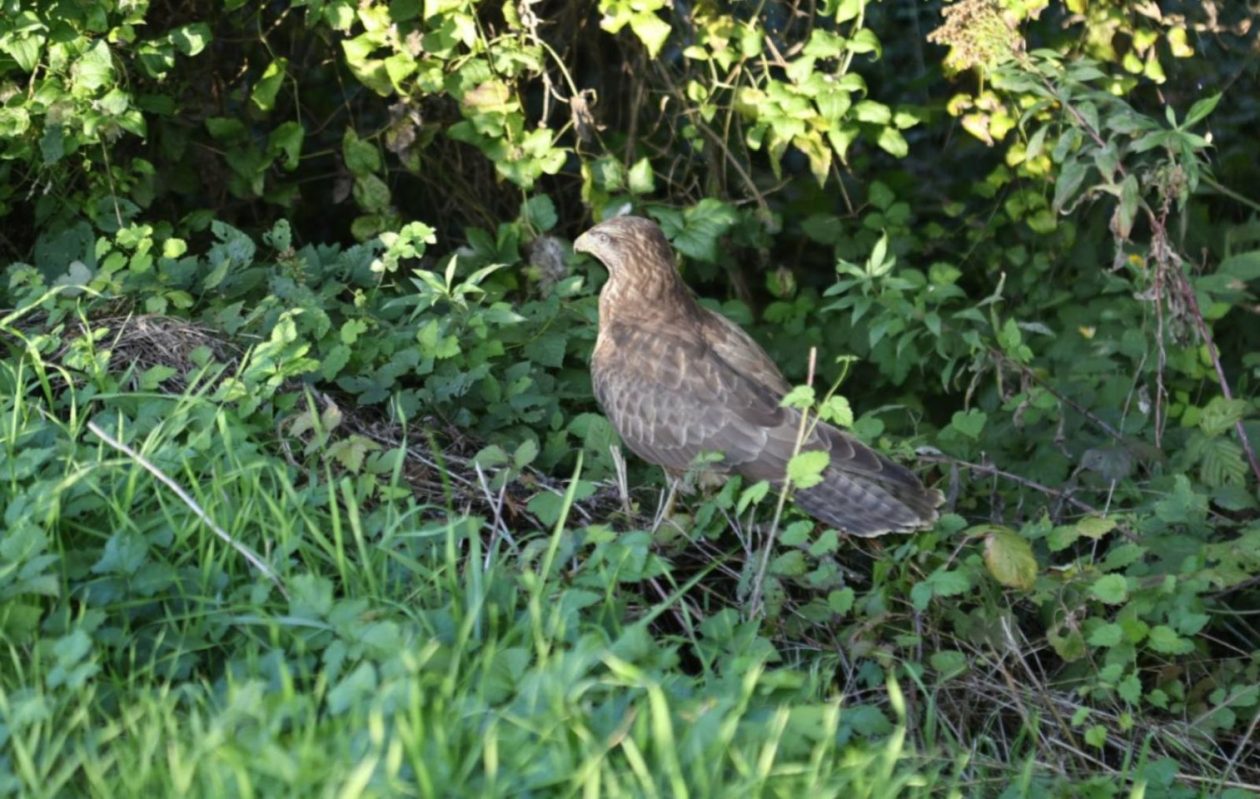 OTOK Ranjeni orao štekavac, najveći grabežljivac sjeverne Hrvatske, uočen uz cestu! (5)
