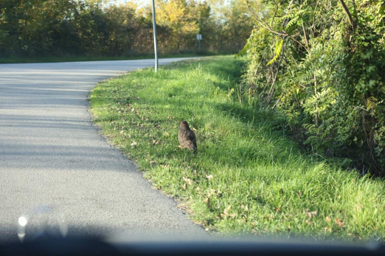 OTOK Ranjeni orao štekavac, najveći grabežljivac sjeverne Hrvatske, uočen uz cestu! (6)