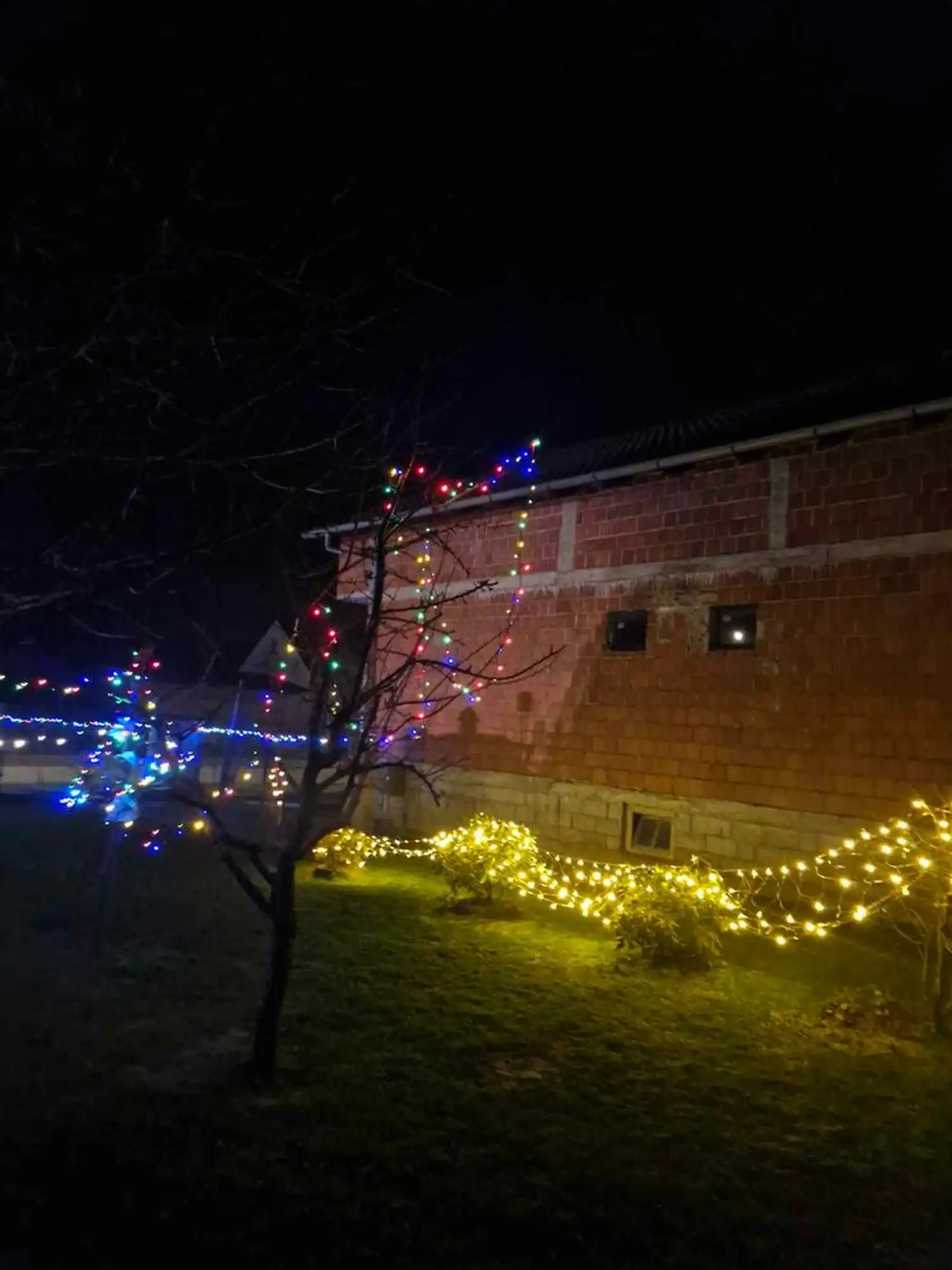 Obitelj Mutvar – žaruljice (4)