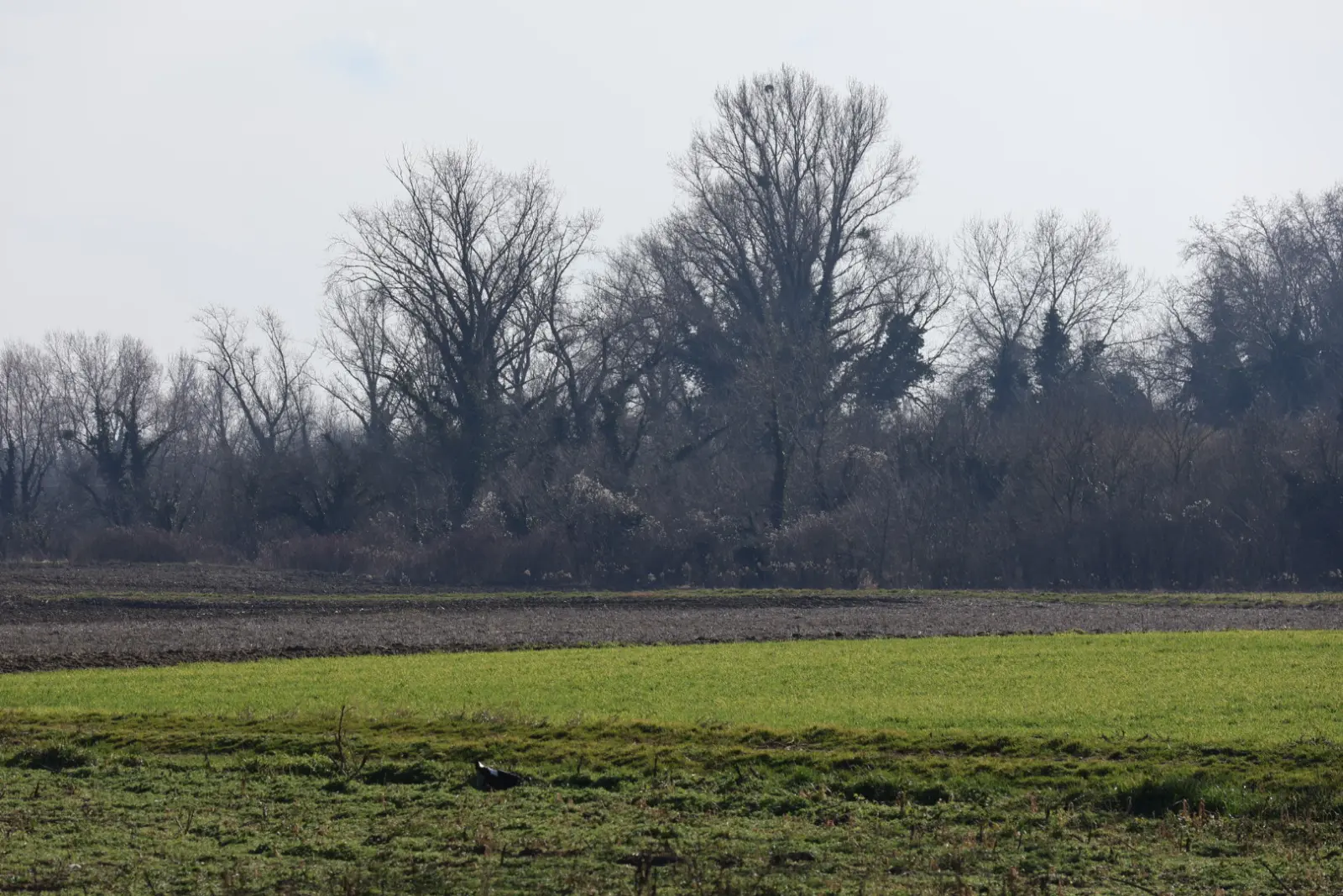 Orehovica, Kruno Vuk, Romsko naselje (23)