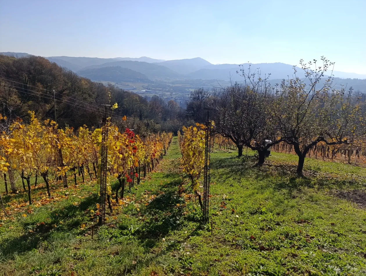 PD BUNDEK – krštenje mošta (12)